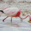 Jamess Flamingo Bird Diamond Painting