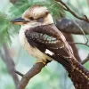 Kookaburra Diamond Painting