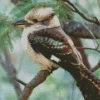 Kookaburra Diamond Painting