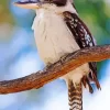 Kookaburra Bird Diamond Painting