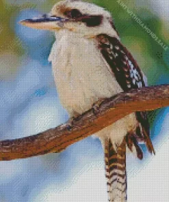 Kookaburra Bird Diamond Painting