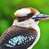 Kookaburra Close Up Diamond Painting