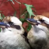 Kookaburra Couple Diamond Painting