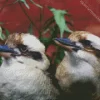 Kookaburra Couple Diamond Painting