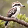 Kookaburra In Nature Diamond Painting