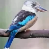 Kookaburra On A Branch Diamond Painting