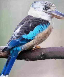 Kookaburra On A Branch Diamond Painting