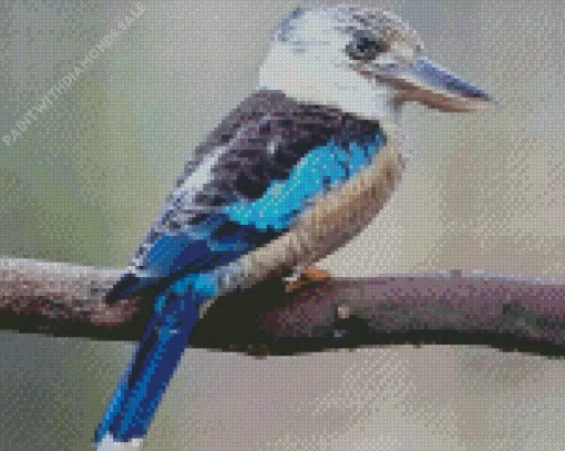 Kookaburra On A Branch Diamond Painting