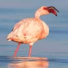 Lesser Flamingo Diamond Painting