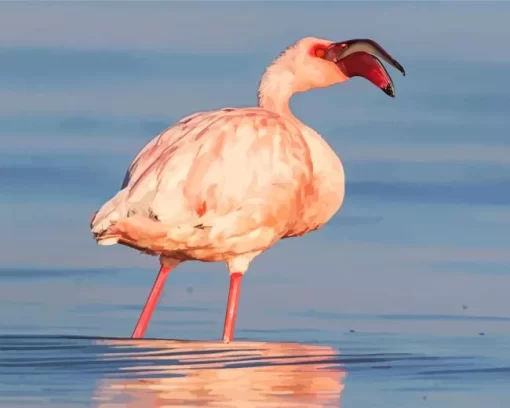 Lesser Flamingo Diamond Painting