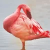 Lesser Flamingo Bird Diamond Painting