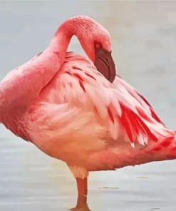 Lesser Flamingo Bird Diamond Painting