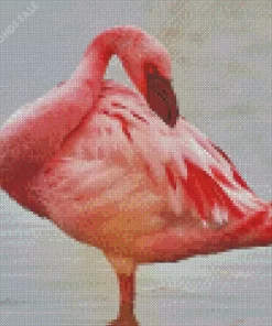 Lesser Flamingo Bird Diamond Painting