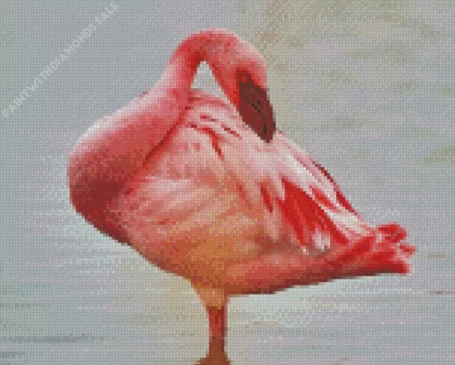 Lesser Flamingo Bird Diamond Painting