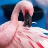 Lesser Flamingo Feather Diamond Painting