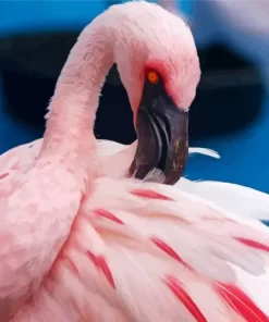 Lesser Flamingo Feather Diamond Painting