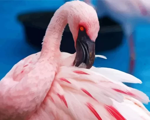 Lesser Flamingo Feather Diamond Painting