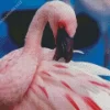 Lesser Flamingo Feather Diamond Painting