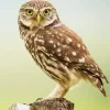 Little Owl birds Diamond Painting