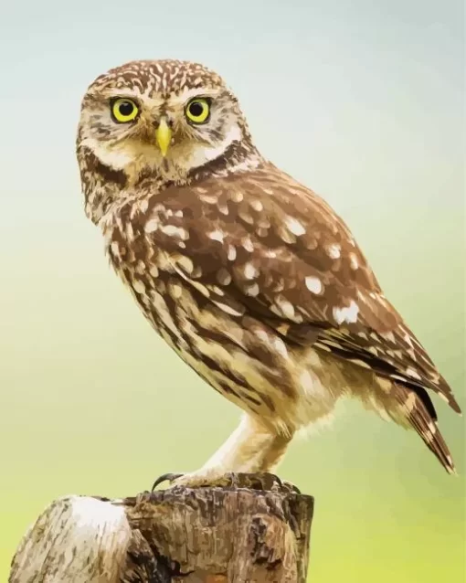 Little Owl birds Diamond Painting