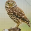 Little Owl birds Diamond Painting