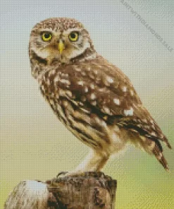 Little Owl birds Diamond Painting