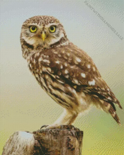 Little Owl birds Diamond Painting