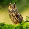 Long Eared Owl Diamond Painting