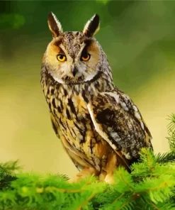 Long Eared Owl Diamond Painting