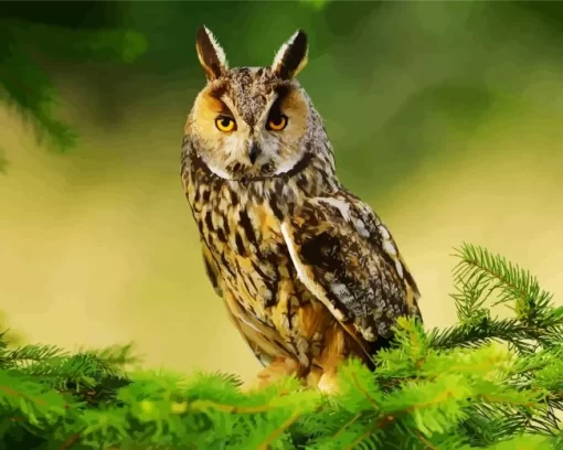 Long Eared Owl Diamond Painting