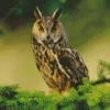 Long Eared Owl Diamond Painting