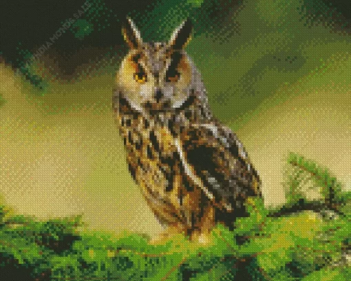 Long Eared Owl Diamond Painting