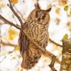 Long Eared Owl Bird Diamond Painting