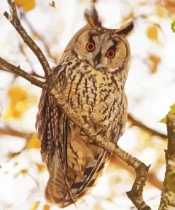 Long Eared Owl Bird Diamond Painting