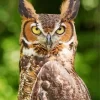 Long Eared Owl Bird Diamond Painting