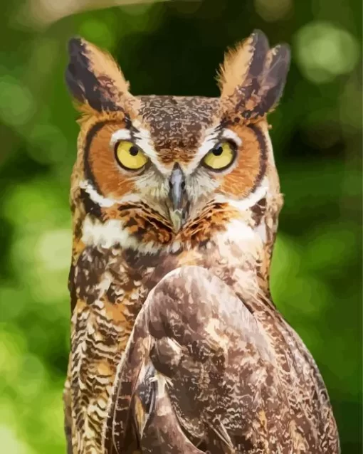 Long Eared Owl Bird Diamond Painting