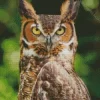 Long Eared Owl Bird Diamond Painting