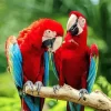 Macaw Bird Couple Diamond Painting