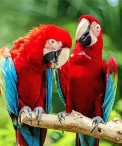 Macaw Bird Couple Diamond Painting