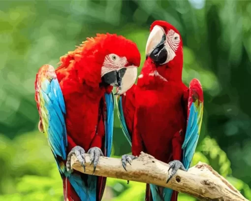 Macaw Bird Couple Diamond Painting