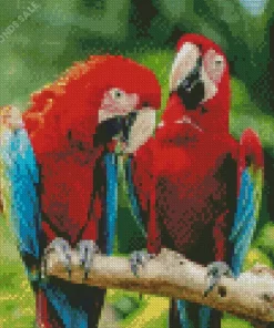 Macaw Bird Couple Diamond Painting