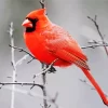 Male Cardinal Perched In A Tree Diamond Painting