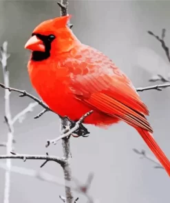 Male Cardinal Perched In A Tree Diamond Painting