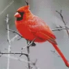 Male Cardinal Perched In A Tree Diamond Painting