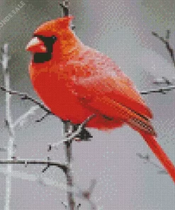 Male Cardinal Perched In A Tree Diamond Painting