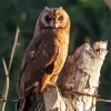 Marsh Owl Diamond Painting