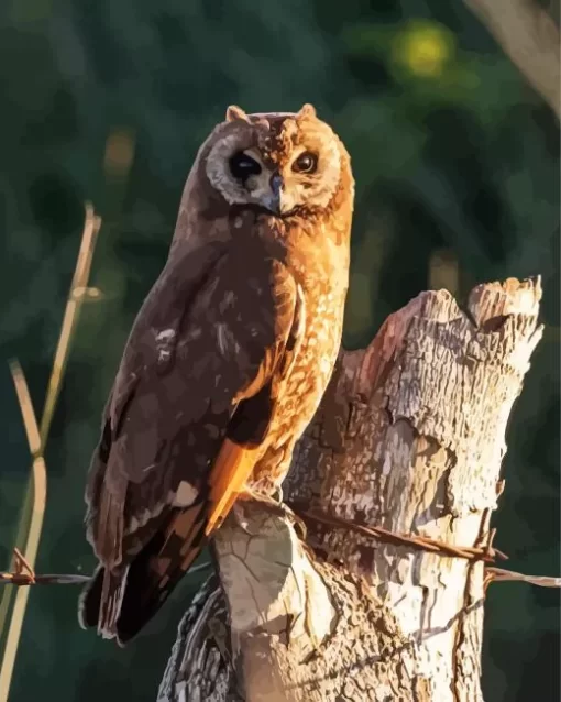 Marsh Owl Diamond Painting