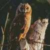 Marsh Owl Diamond Painting