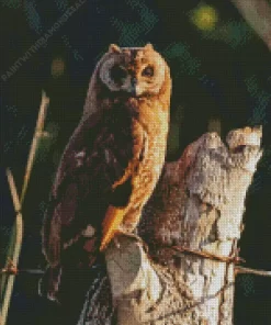 Marsh Owl Diamond Painting