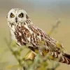 Marsh Owl African Bird Diamond Painting